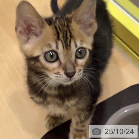 ベンガルの写真