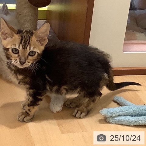 ベンガルの写真