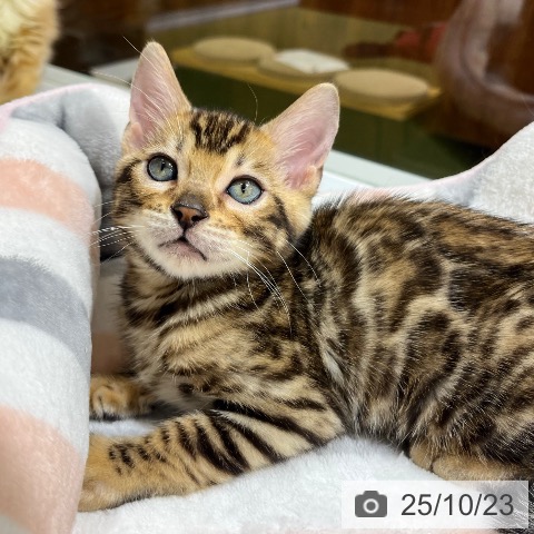 ベンガルの写真