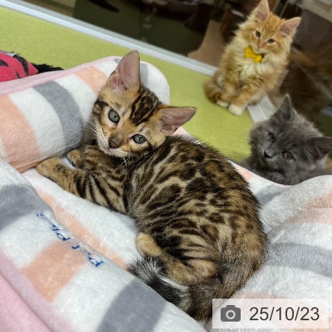 ベンガルの写真