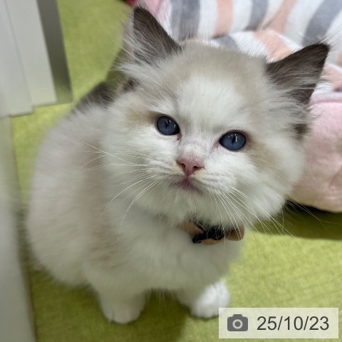 ラグドールの写真