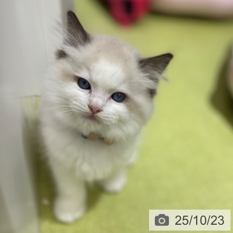 ラグドールの写真