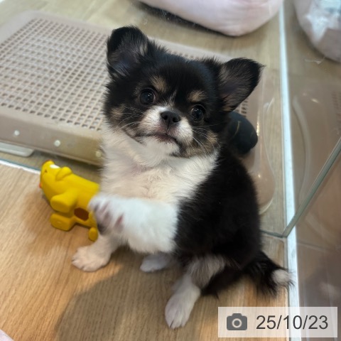 チワワの写真