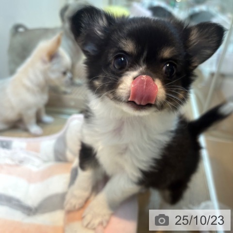 チワワの写真