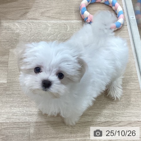 マルチーズの写真