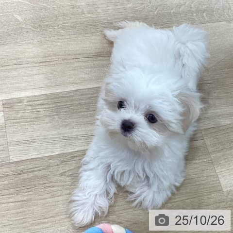 マルチーズの写真