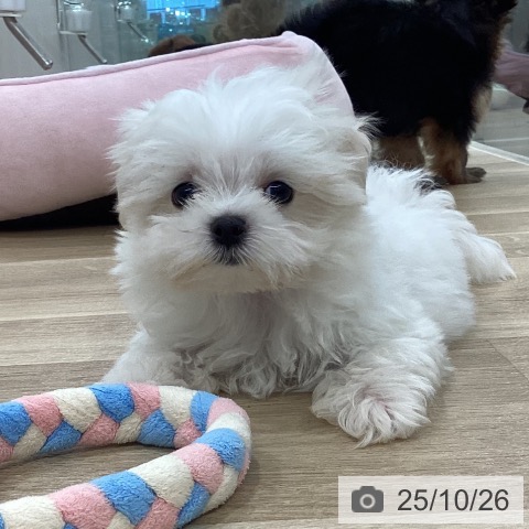 マルチーズの写真