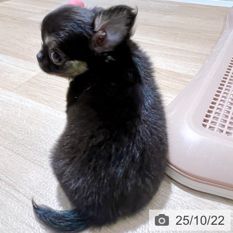 チワワの写真