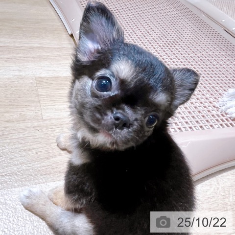 チワワの写真