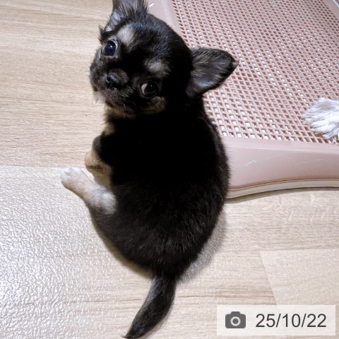 チワワの写真