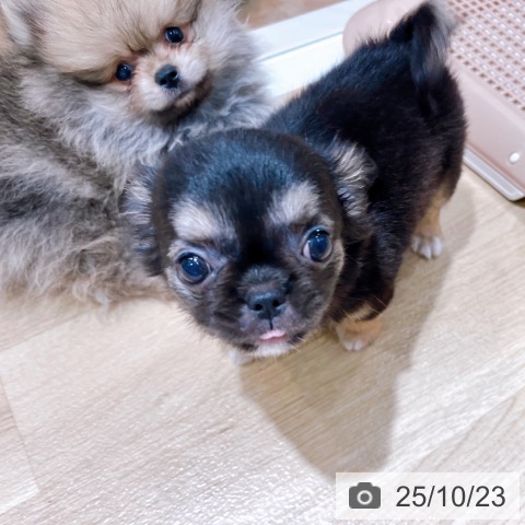 チワワの写真