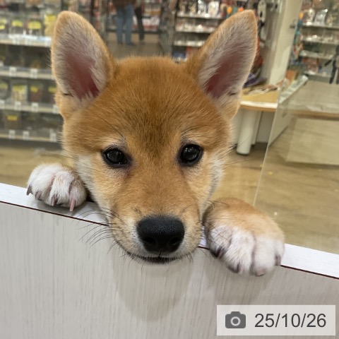 柴の写真
