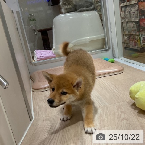 柴の写真