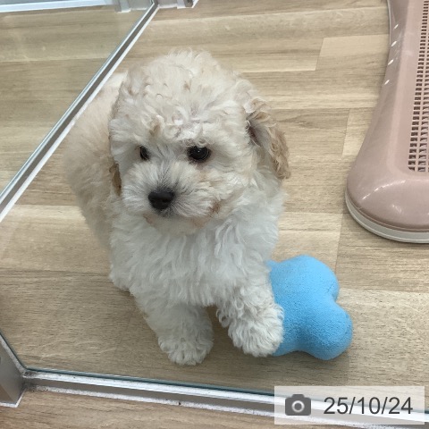 トイ・プードルの写真