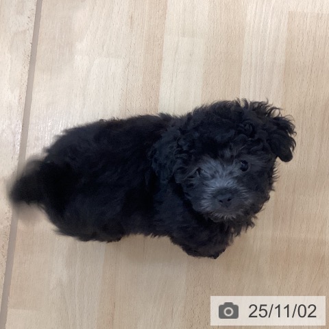 トイ・プードルの写真