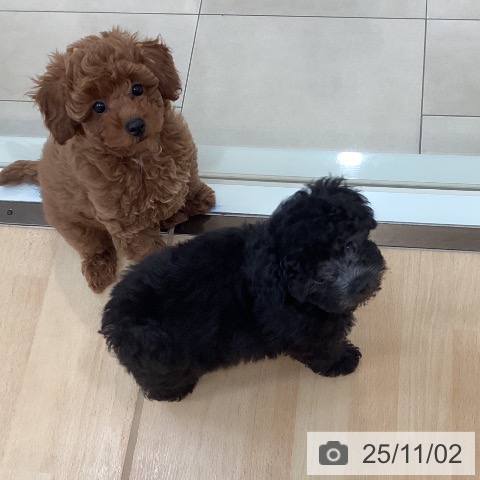 トイ・プードルの写真