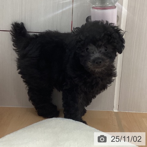 トイ・プードルの写真