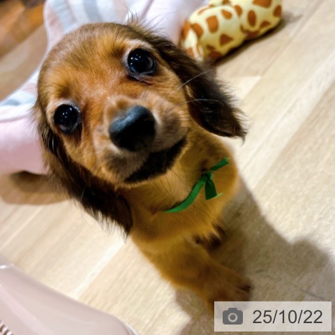 カニーンヘン・ダックスフンドの写真