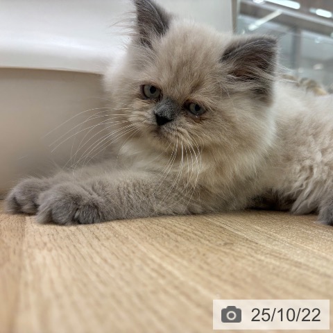 ヒマラヤンの写真
