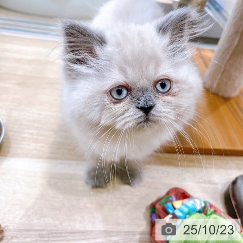 ヒマラヤンの写真