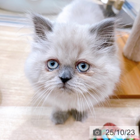 ヒマラヤンの写真