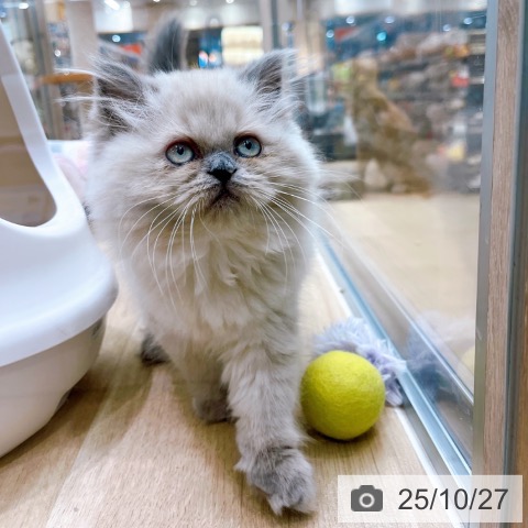 ヒマラヤンの写真