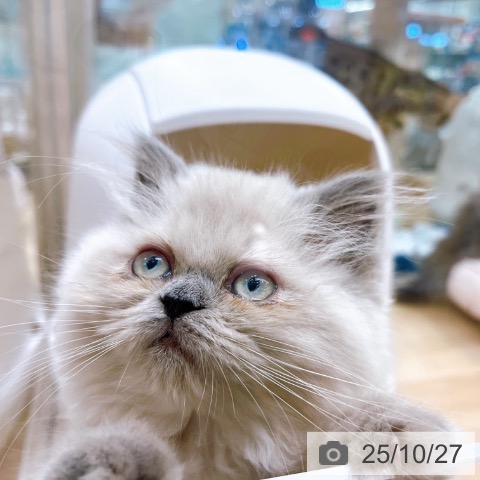 ヒマラヤンの写真