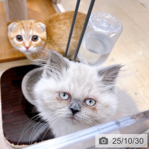 ヒマラヤンの写真