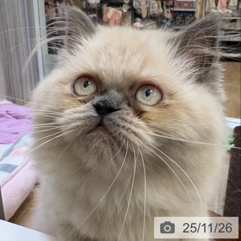 ヒマラヤンの写真