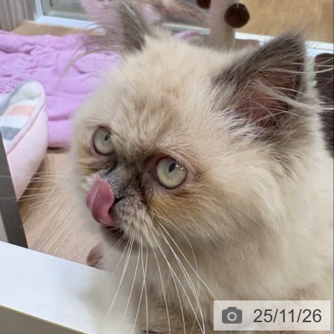 ヒマラヤンの写真