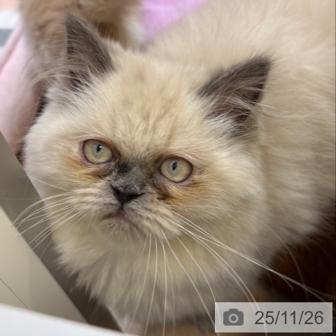 ヒマラヤンの写真