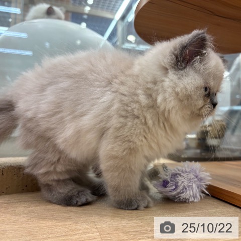 ヒマラヤンの写真