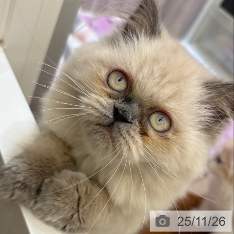 ヒマラヤンの写真