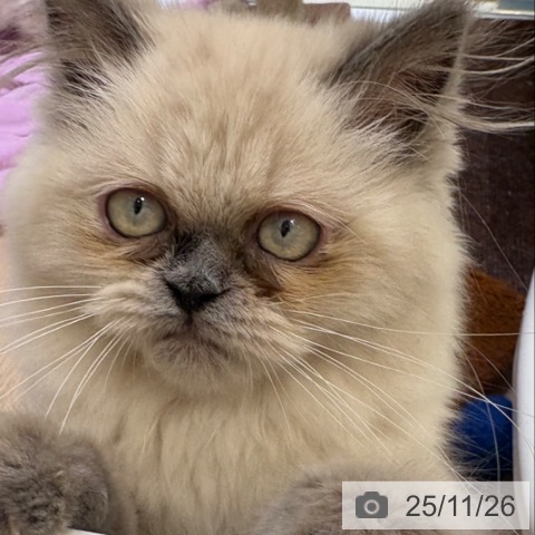 ヒマラヤンの写真