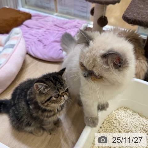 ヒマラヤンの写真