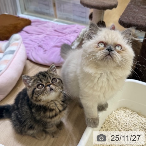 ヒマラヤンの写真