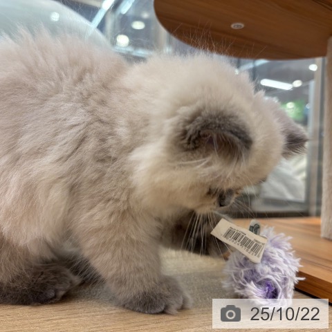ヒマラヤンの写真