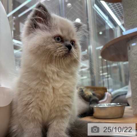 ヒマラヤンの写真