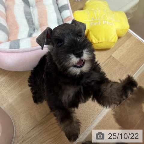 ミニチュア・シュナウザーの写真