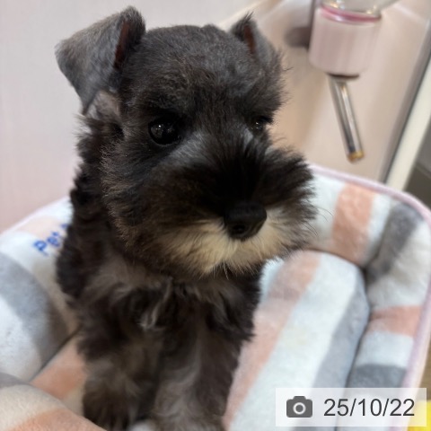 ミニチュア・シュナウザーの写真