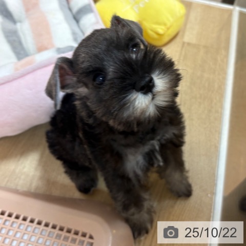 ミニチュア・シュナウザーの写真