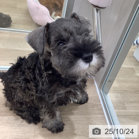 ミニチュア・シュナウザーの写真