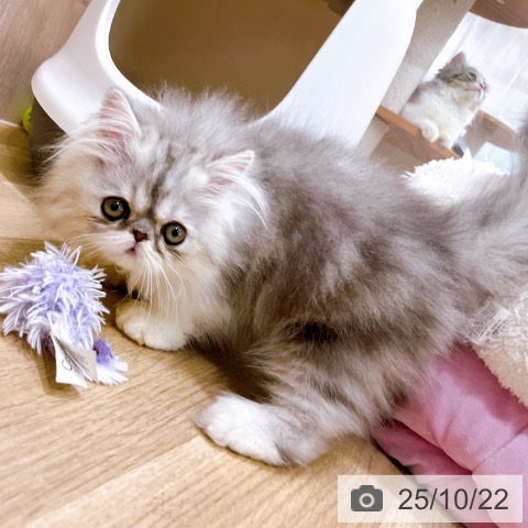 エキゾチックの写真