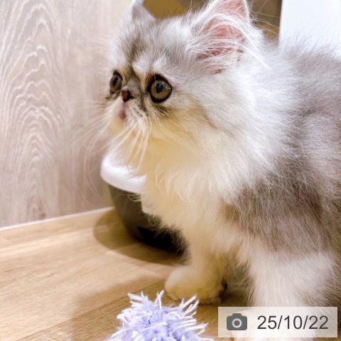 エキゾチックの写真
