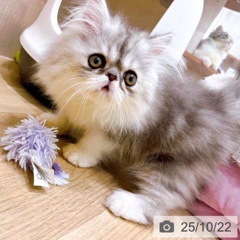 エキゾチックの写真