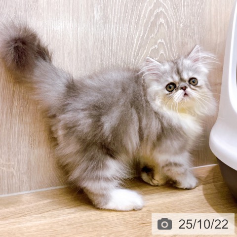 エキゾチックの写真