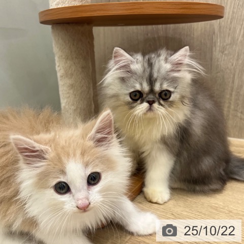 エキゾチックの写真