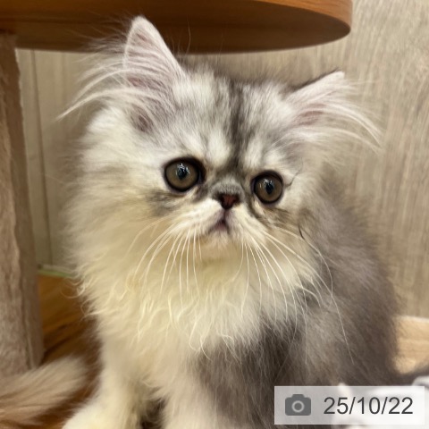 エキゾチックの写真
