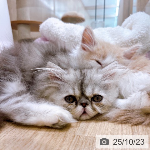 エキゾチックの写真