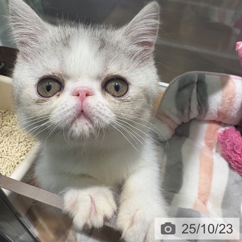 エキゾチックの写真
